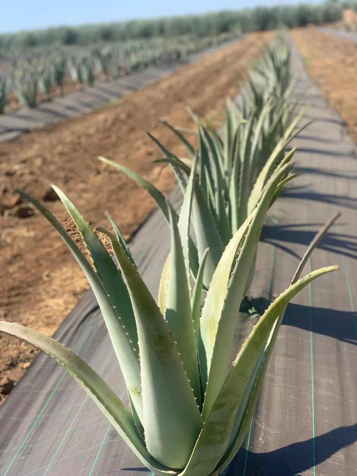 ¿Por qué el Aloe vera es nuestra esencia?